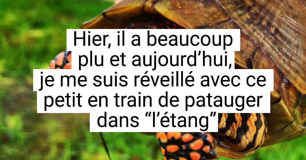 23 Animaux inhabituels qui se sont présentés sans invitation à un humain pour embellir sa journée