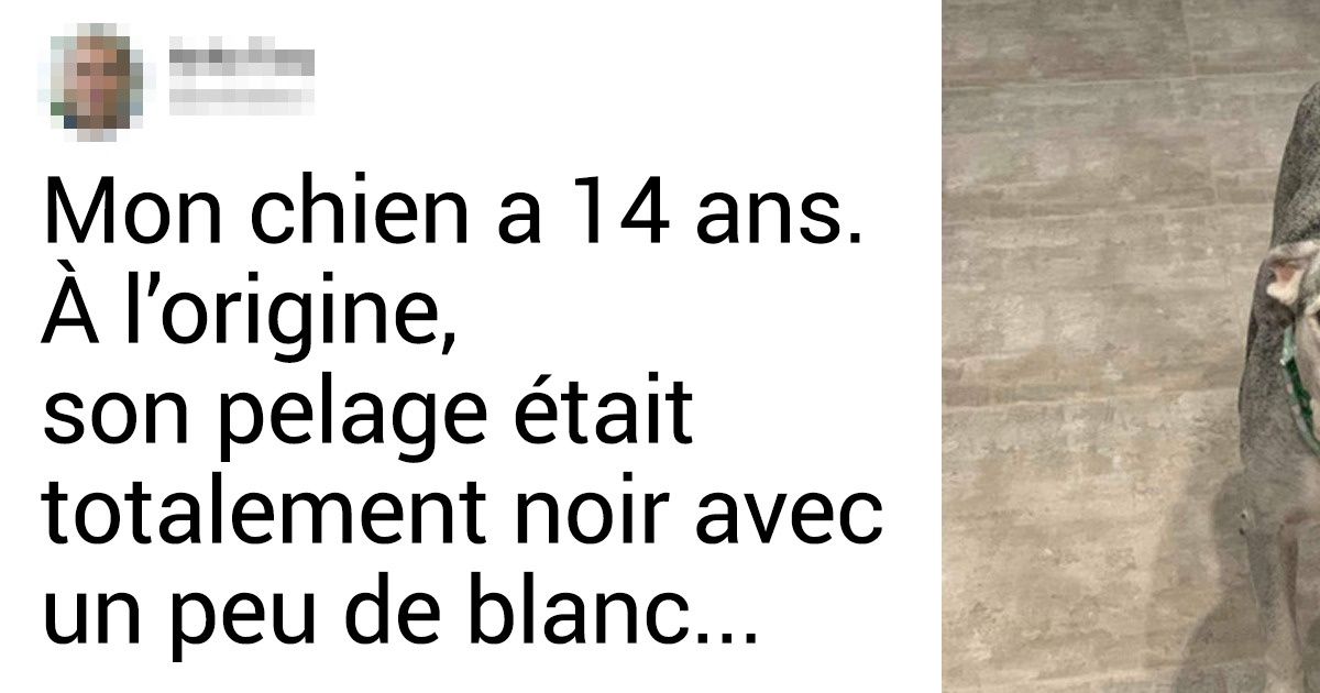 20+ Photos de chiens âgés qui prouvent que l’amour ne s’arrête pas à des chiffres