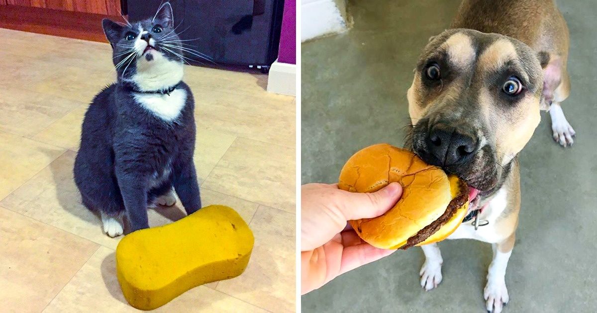 Découvre 18 photos incroyables qui montrent à quel point nos animaux de compagnie peuvent être remplis de bonheur lorsqu’on leur offre un cadeau
