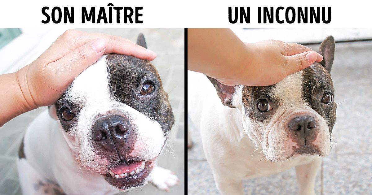 10 Comportements humains nuisibles aux chiens