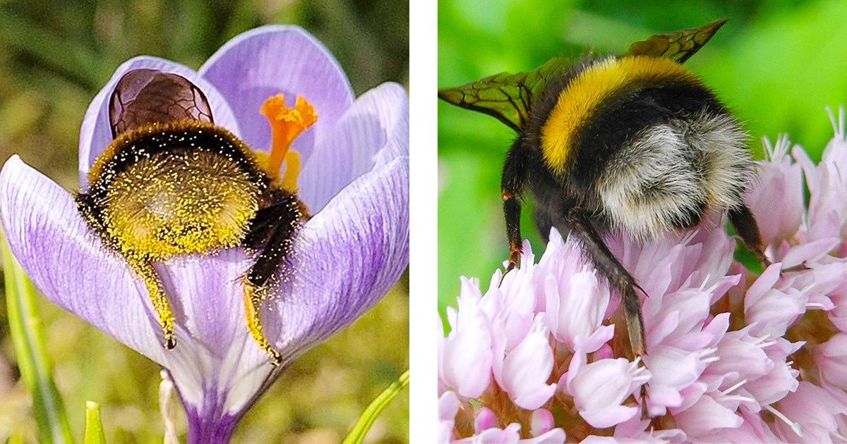Des bourdons fatigués s’endorment à l’intérieur des fleurs : quelques photos montrant une sieste d’insectes