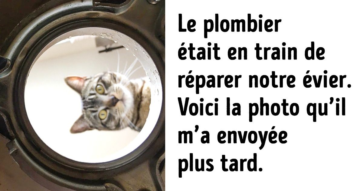Ces ambassadeurs du Royaume Félin feront craquer tout le monde, même les personnes qui adorent les chiens