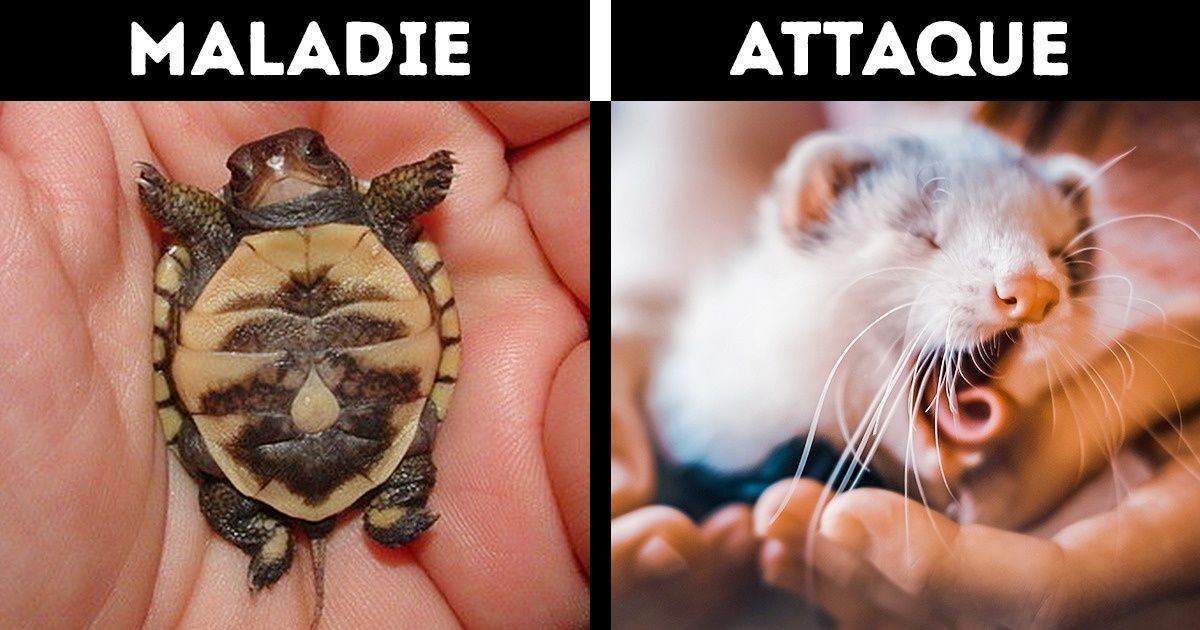 13 Animaux de compagnie qui peuvent s’avérer dangereux pour les enfants 13 Animaux de compagnie qui peuvent s’avérer dangereux pour les enfants