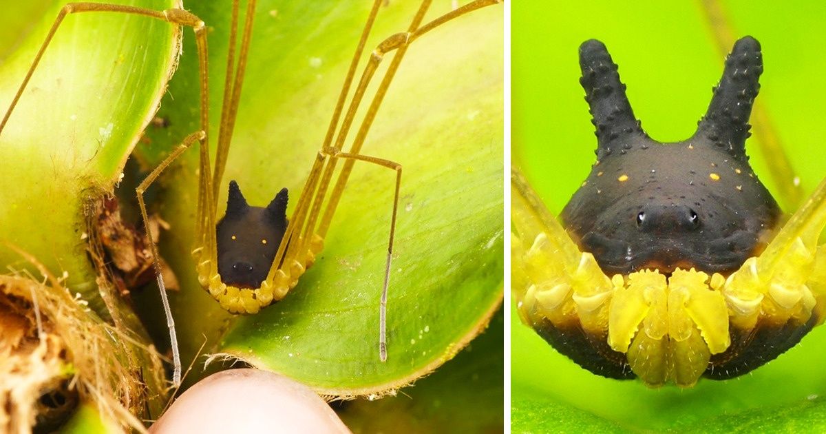 16 Animaux à l’apparence tellement inhabituelle qu’en les voyant, tu te diras : “Quelle horreur ! Y a-t-il d’autres photos ?”