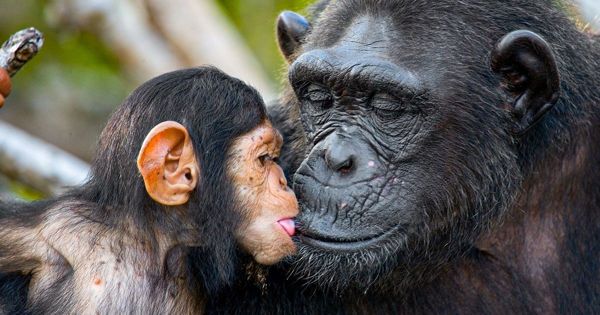 Un photographe du National Geographic prouve que les animaux africains ressemblent aux humains