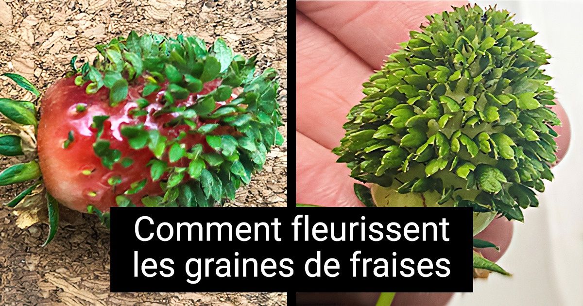 20 Moments où la nature nous a étonnés pour la millième fois