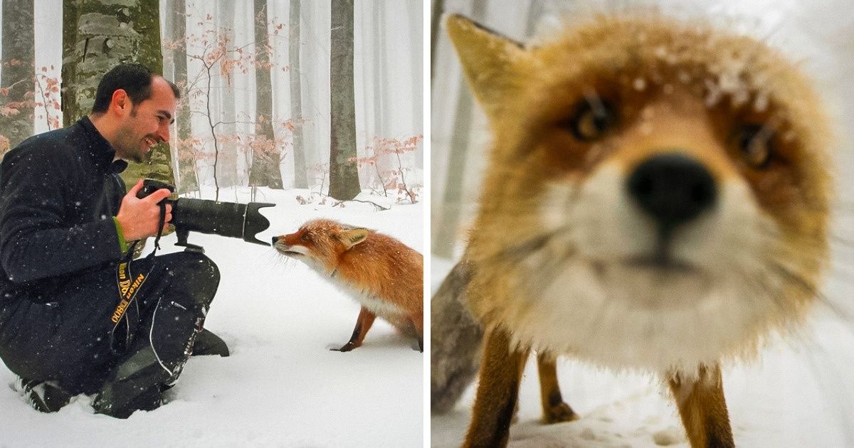17 Moments magiques où les photographes animaliers ont fait un pas de plus vers LA photo parfaite