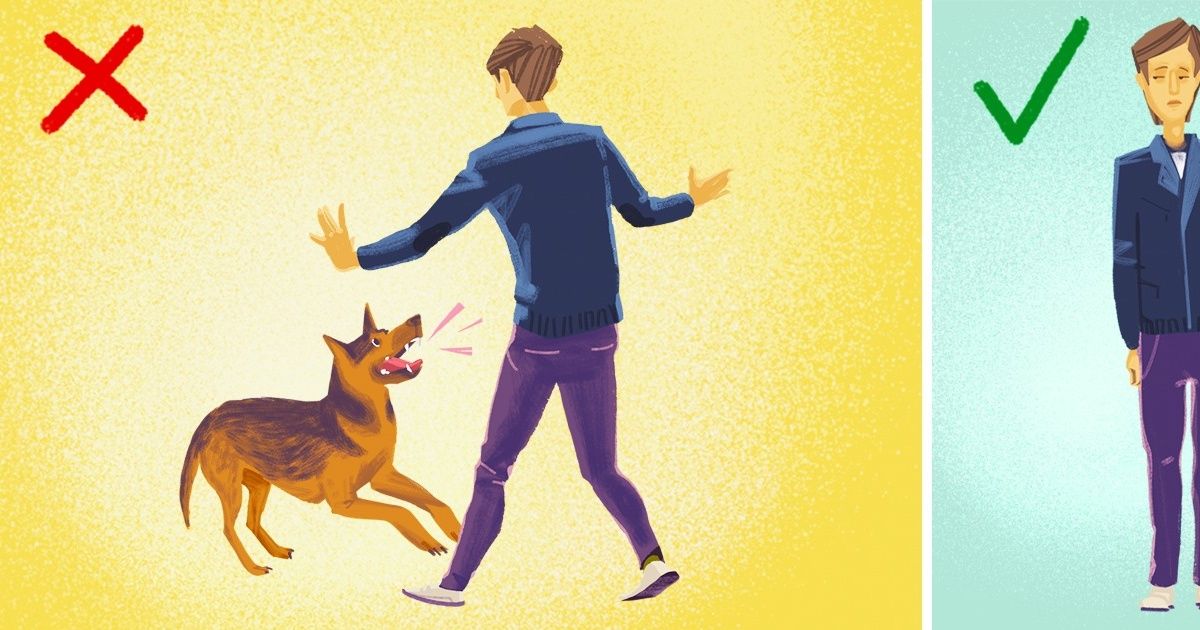 Que faire si tu es attaqué par un chien