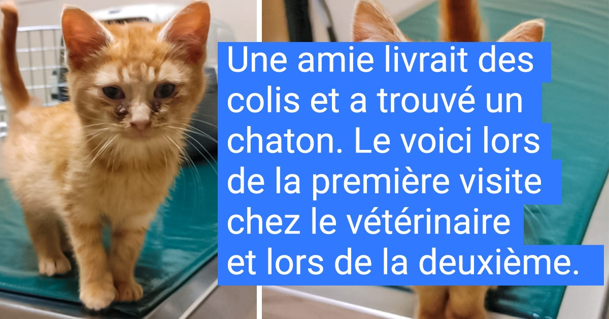 18 Employés qui n’attendaient rien de leur journée comme les autres, mais elle leur a offert la rencontre avec une boule de poils