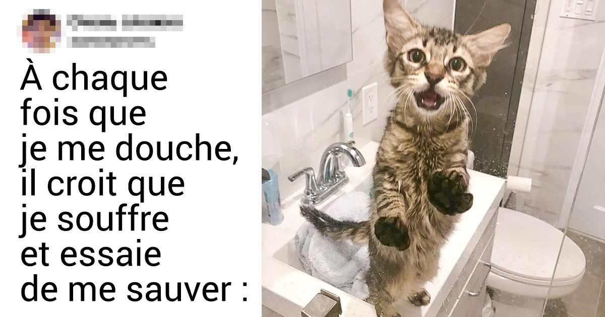17 Adorables animaux qui ne laissent pas leurs maîtres tranquilles une seule seconde