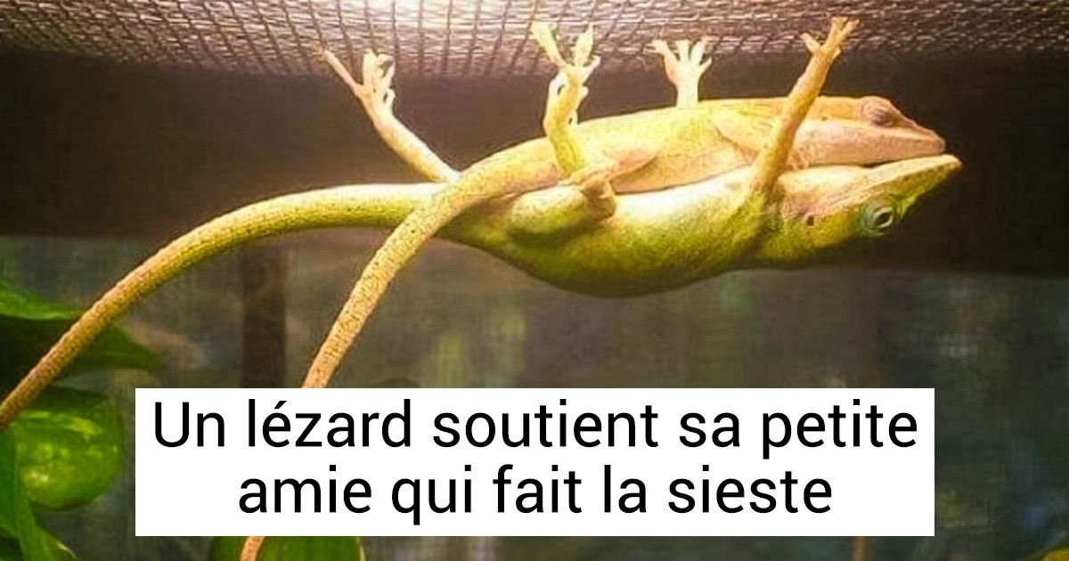 17 Photos qui prouvent que rien n’est impossible pour les animaux