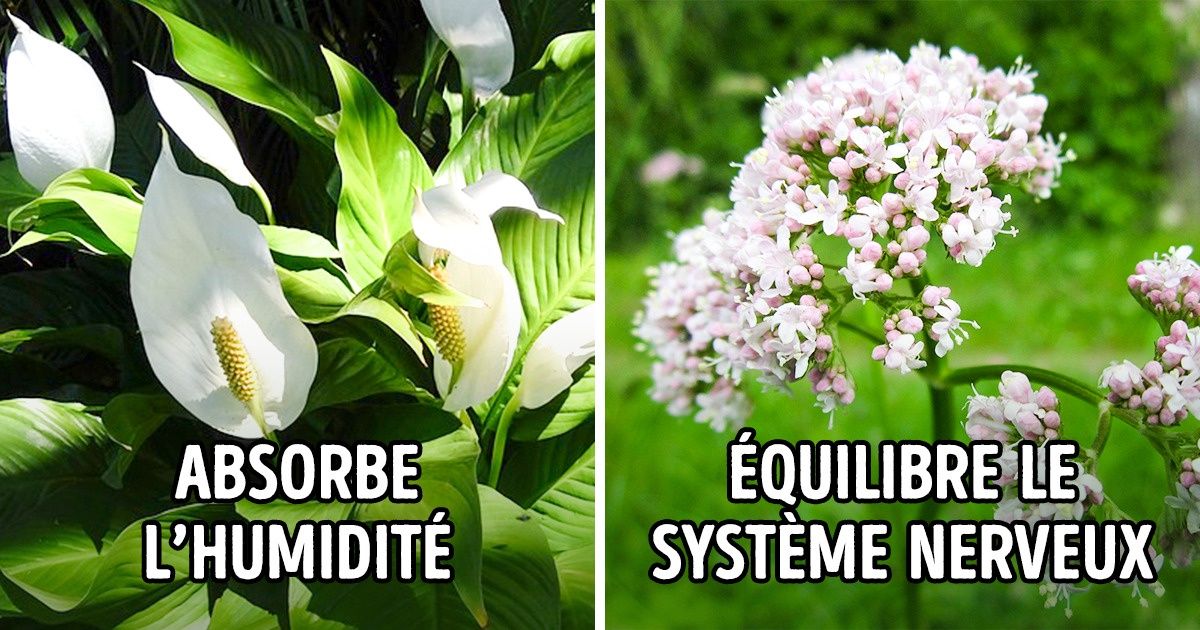 10 Plantes qui réduisent l’anxiété et permettent de mieux dormir, selon des études 10 Plantes qui réduisent l’anxiété et permettent de mieux dormir, selon des études