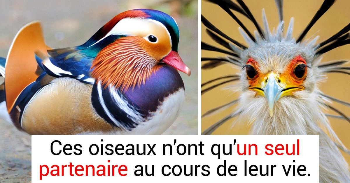 20 Oiseaux magnifiques que l’on aimerait tenir dans nos mains 20 Oiseaux magnifiques que l’on aimerait tenir dans nos mains