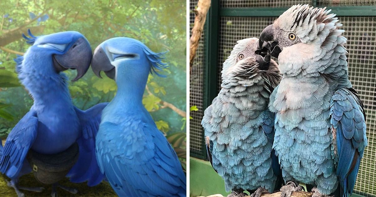 Le perroquet bleu du film d’animation “Rio” a aujourd’hui totalement disparu à l’état sauvage, et nous ne pouvons empêcher nos larmes de couler devant cette triste nouvelle