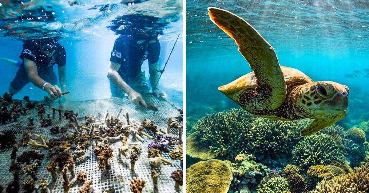 Un groupe de surfeurs cultive des coraux pour sauver les récifs en voie de disparition