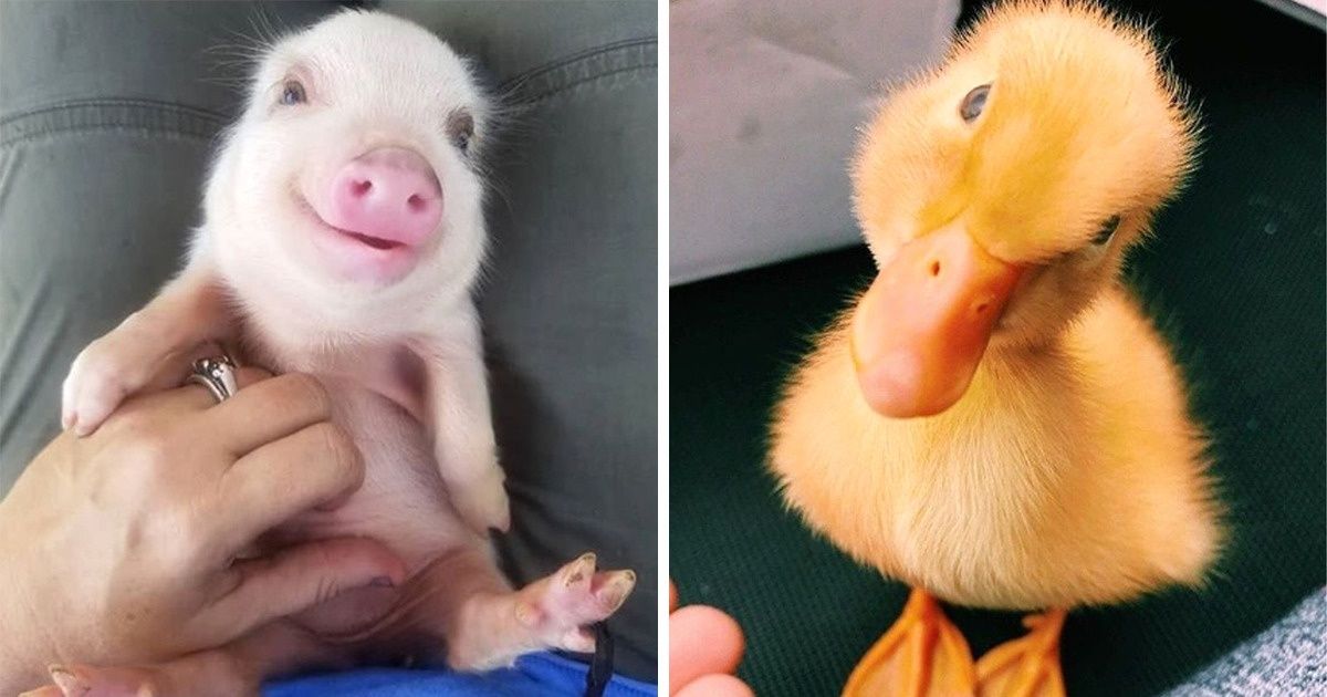21 Bébés animaux adorables qui te remonteront le moral