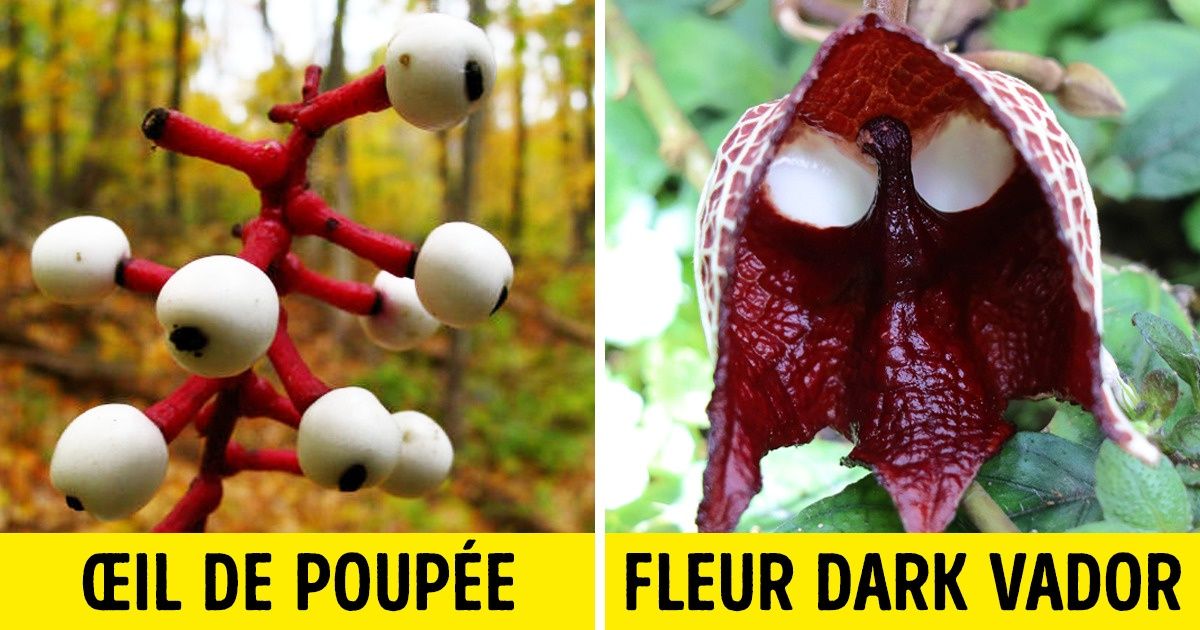 15 Plantes bizarres qui semblent tout droit venues d’un monde imaginaire