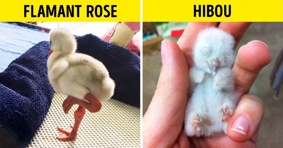 Ces 22 bébés animaux ne ressemblent en rien à leurs parents !