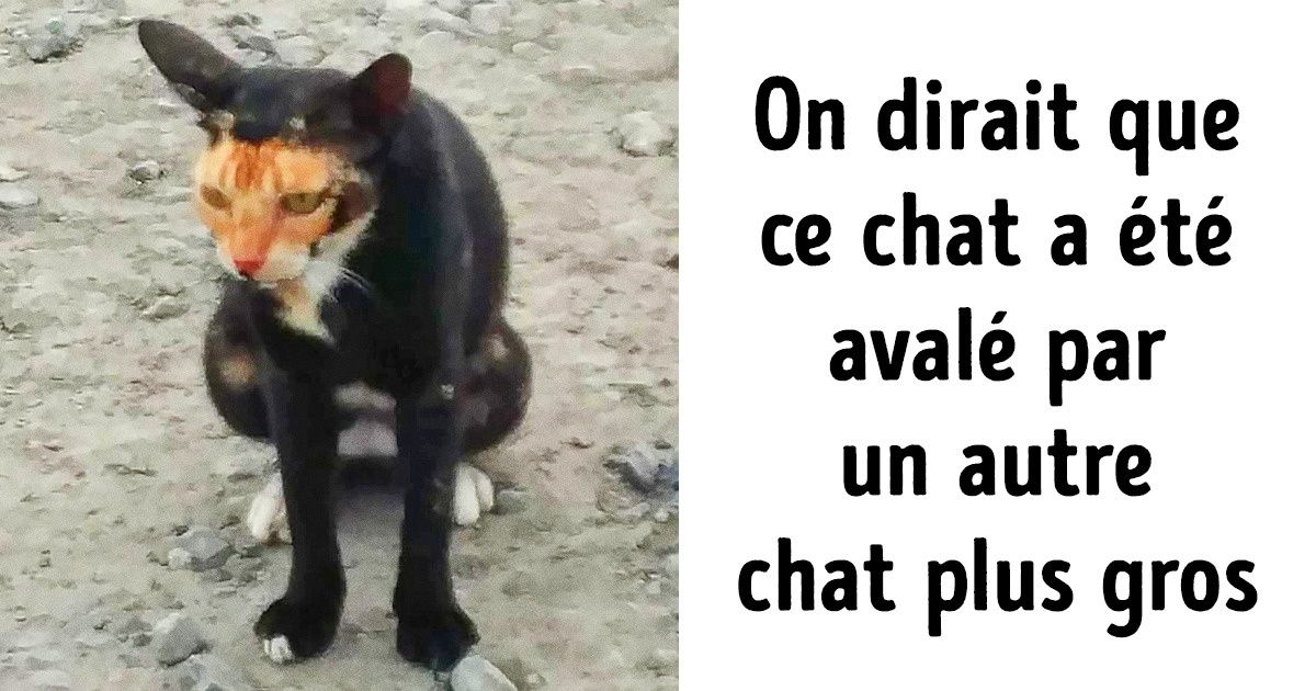 20+ Chats et chiens qui sont si uniques en leur genre, qu’il est tout bonnement impossible d’en trouver d’autres comme eux