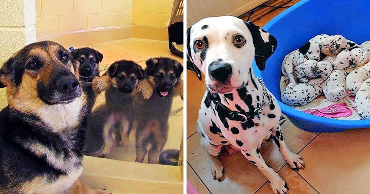28 Adorables familles d’animaux qui ont conquis nos cœurs