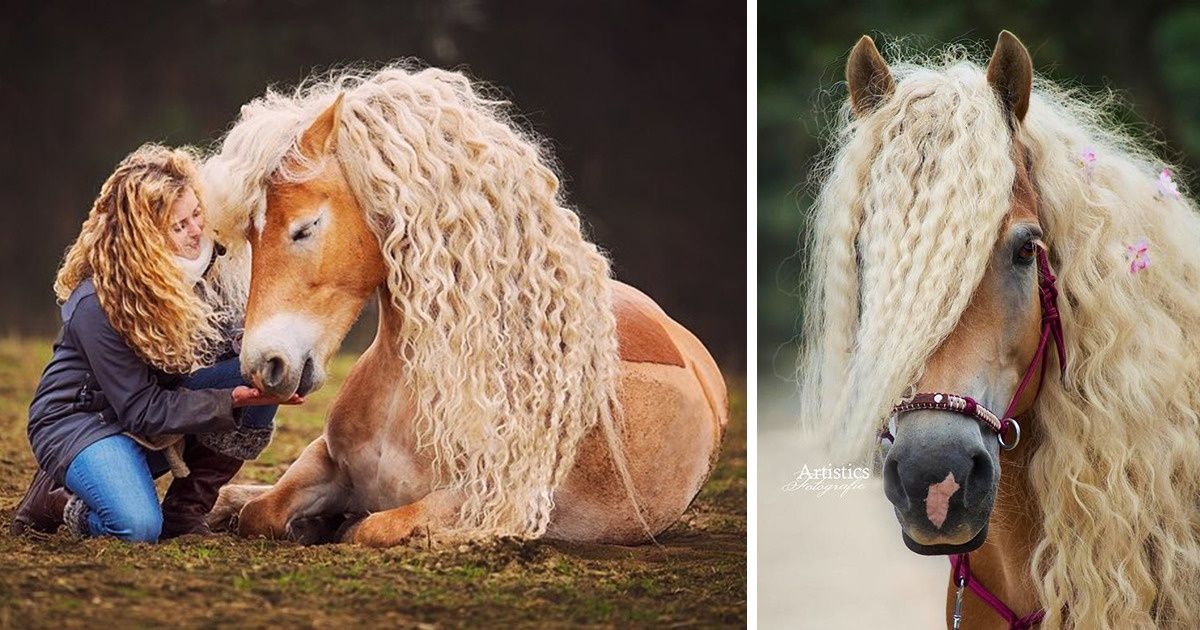 14 Chevaux tellement beaux qu’on ne se lasse pas de les admirer