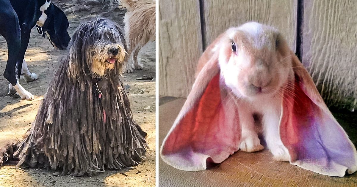 20 Animaux tellement laids qu’ils en deviennent mignons