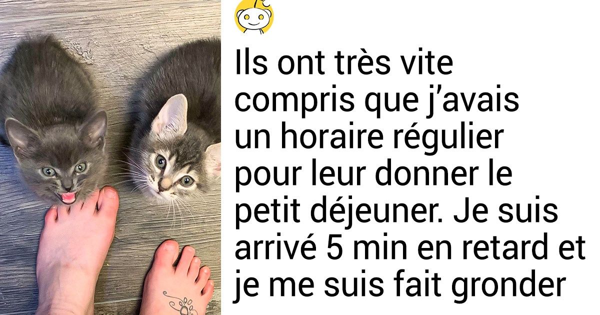 20 Fois où les animaux ont prouvé qu’il ne leur manquait que la parole pour devenir humains