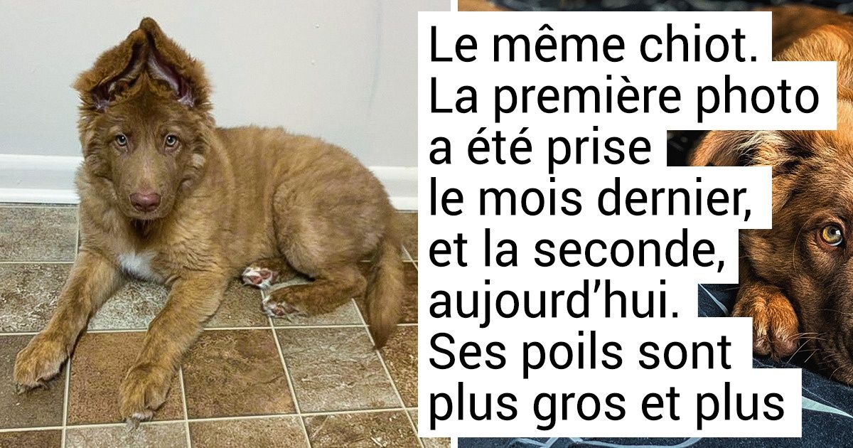 17 Utilisateurs des réseaux qui ont partagé avec fierté des photos de leurs chiens croisés