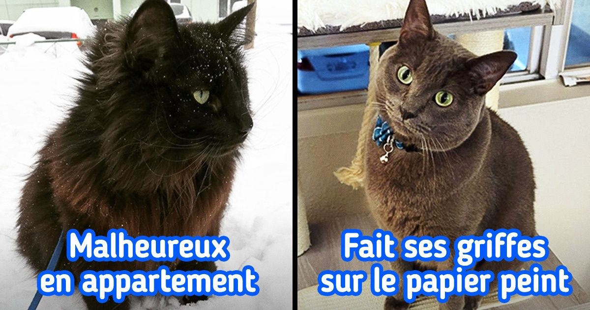 10 Races De Chats Que L On Trouve Un Peu Trop Souvent Dans La Section A Adopter Parce Qu Il Y A Un Truc Qui Cloche