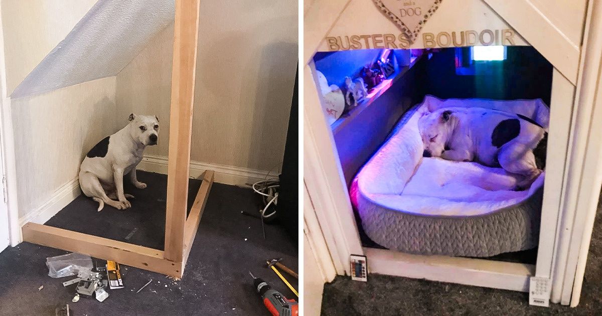 Pour l’aider à se sentir en sécurité, un homme a construit une mini-maison à son chien qui avait des problèmes de confiance Pour l’aider à se sentir en sécurité, un homme a construit une mini-maison à son chien qui avait des problèmes de confiance
