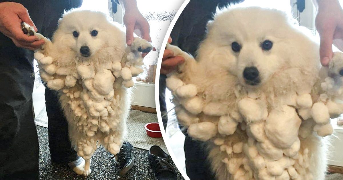 16 Photos montrant à quel point la relation entre les animaux et la neige peut être comique