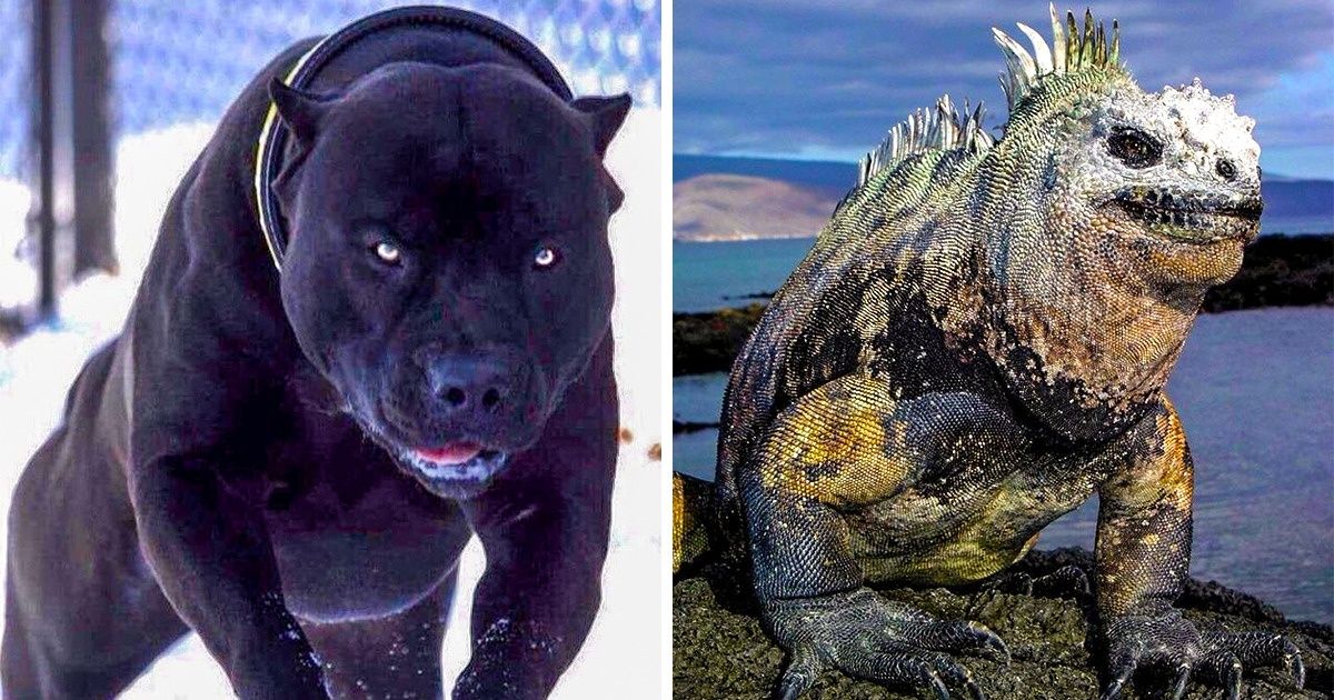 20 animaux étonnants qu’il est impossible d’oublier ! 20 animaux étonnants qu’il est impossible d’oublier !