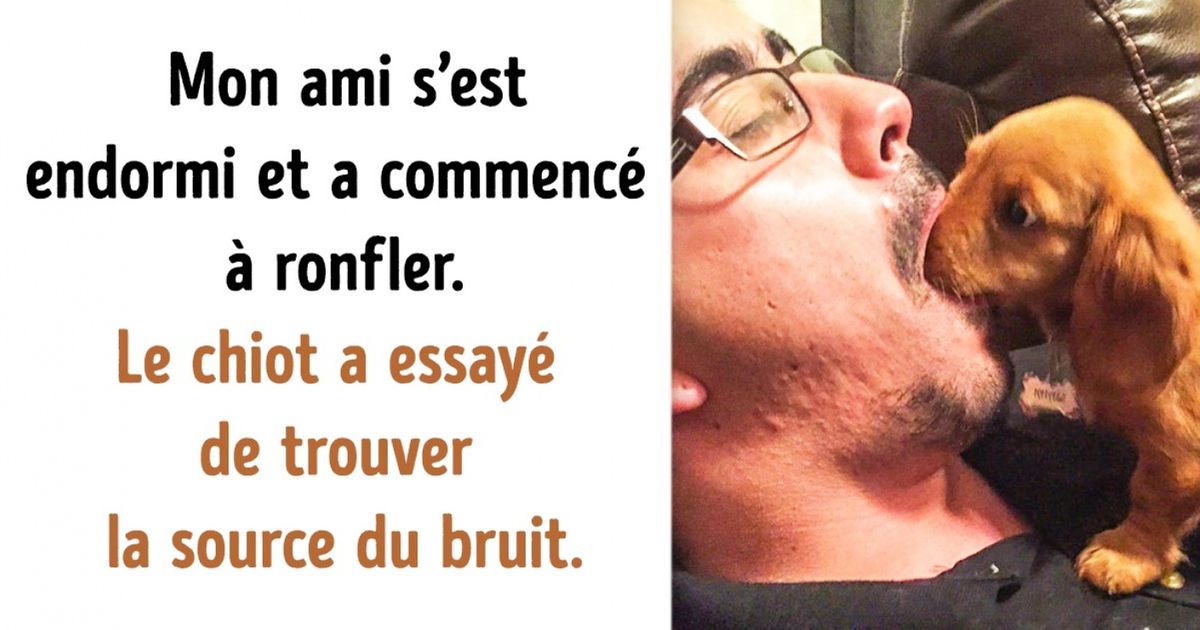 Les animaux ne peuvent pas toujours comprendre comment fonctionnent les humains, et ces images le prouvent