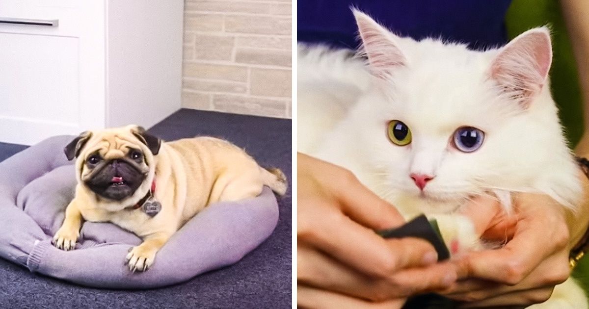 19 Idées simples et pratiques pour ton animal de compagnie