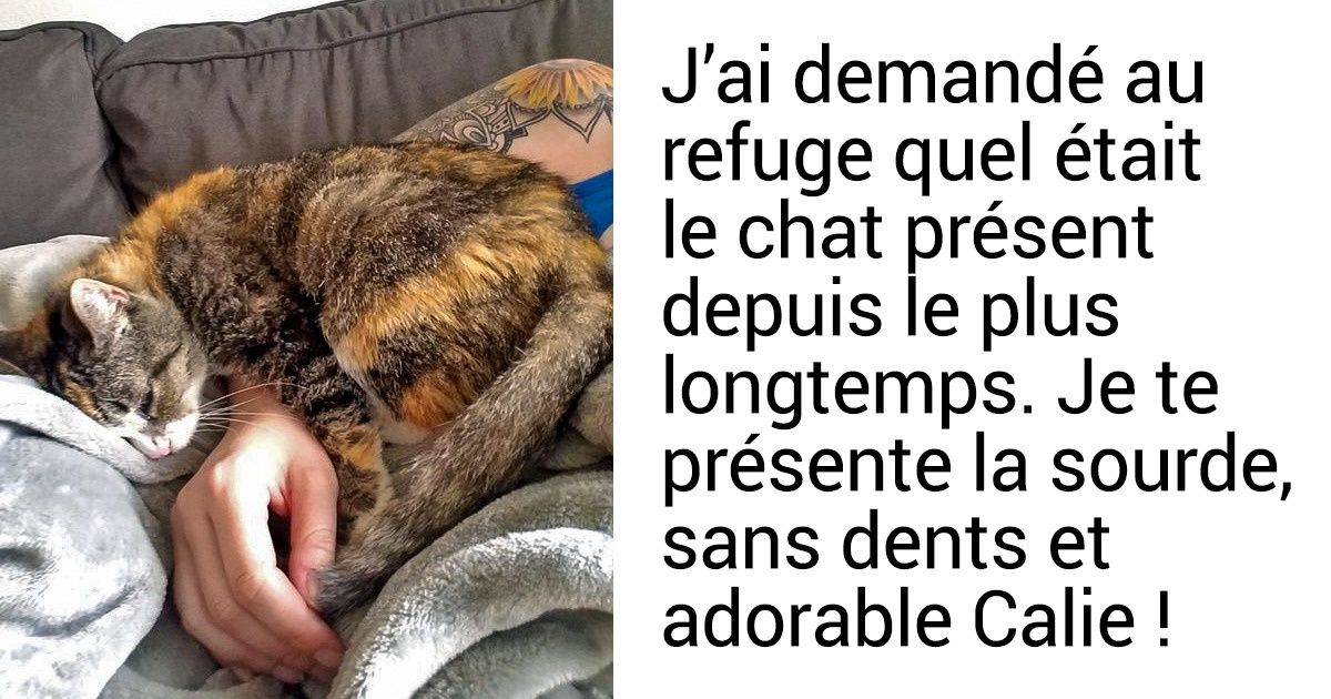 20+ animaux qui n’avaient pas de maison et qui ont désormais une famille !