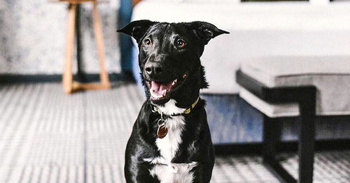 Un hôtel aux États-Unis permettra à ses clients de jouer avec des chiens abandonnés pour éveiller les consciences au sujet des refuges pour animaux Un hôtel aux États-Unis permettra à ses clients de jouer avec des chiens abandonnés pour éveiller les consciences au sujet des refuges pour animaux