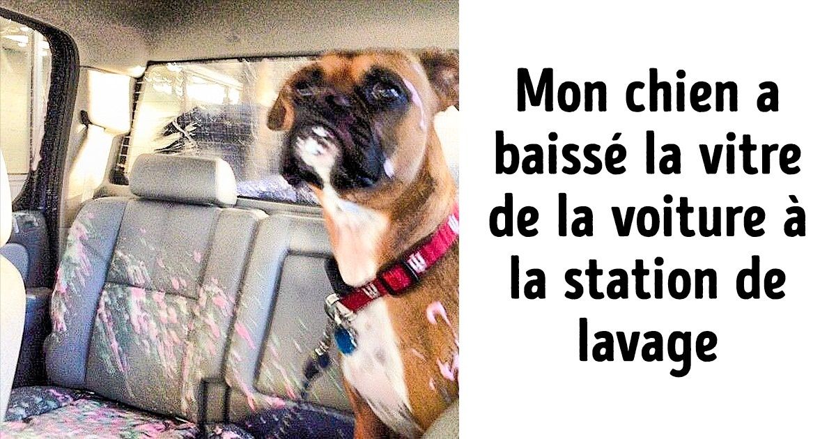 Ces 22 photos nous montrent bien que les animaux aussi ont leurs mauvais jours