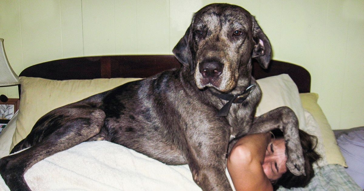 29 Chiens qui n’ont pas vraiment conscience de leur taille