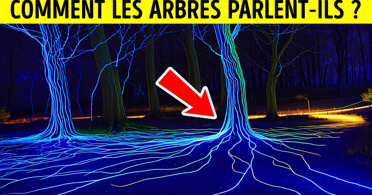Les Plantes Parlent, c’est Juste que Nous ne les Entendons Pas Les Plantes Parlent, c’est Juste que Nous ne les Entendons Pas