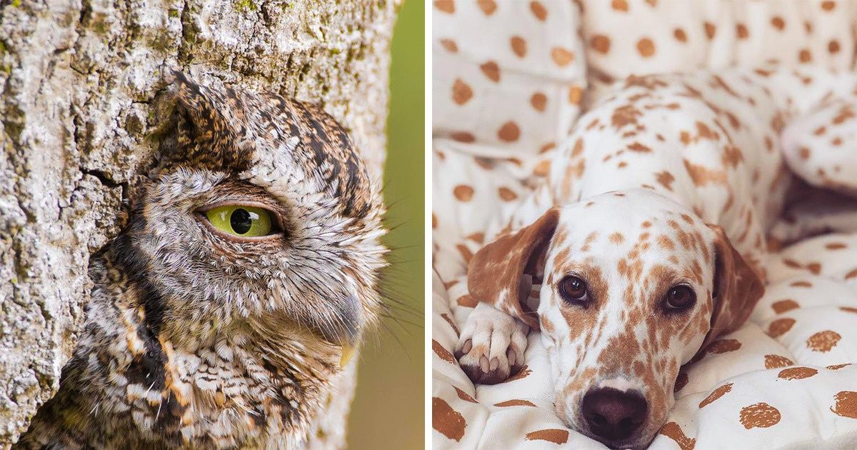 23 Animaux qu’il faut regarder plus d’une fois pour comprendre