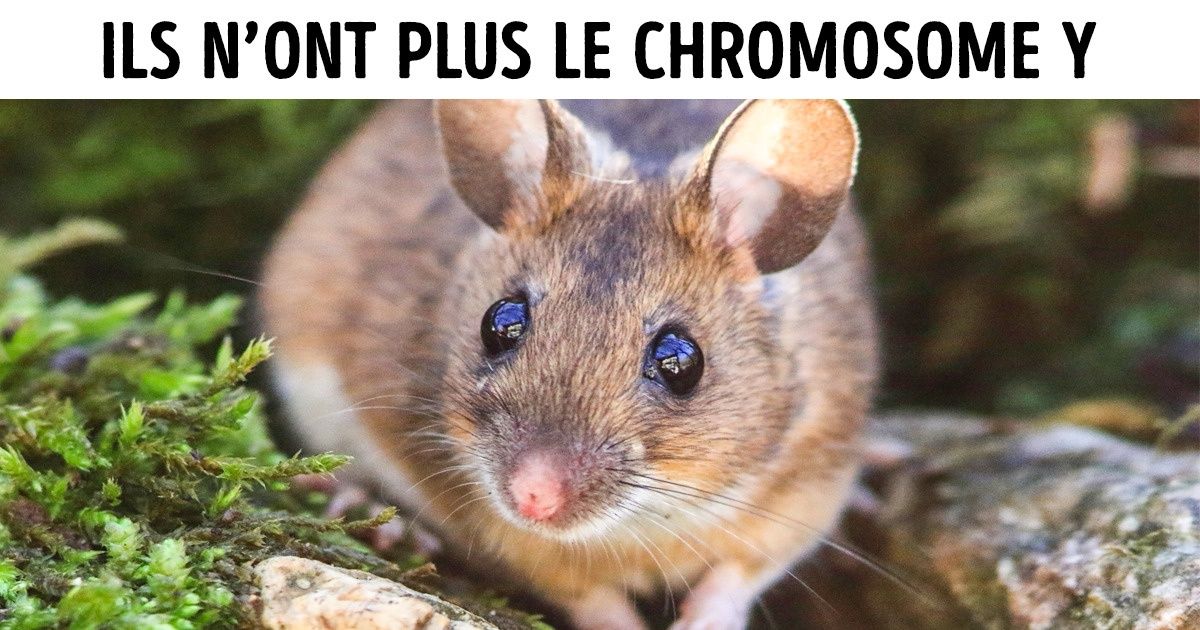D’après une étude, le chromosome Y est en train de décliner et pourrait même disparaître à l’avenir D’après une étude, le chromosome Y est en train de décliner et pourrait même disparaître à l’avenir