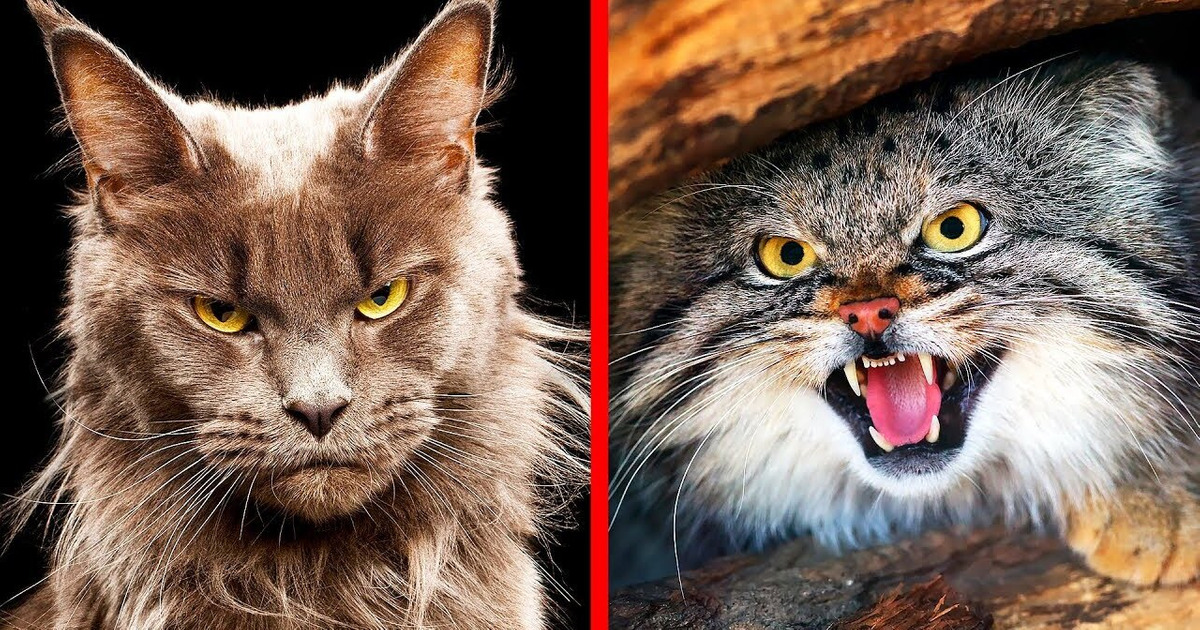 Les 10 Races de Chats Les Plus Dangereuses au Monde