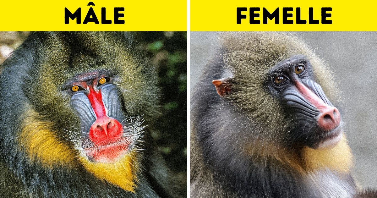 10 Couples d’animaux qui ont l’air si différents qu’il est difficile de croire qu’ils sont de la même espèce