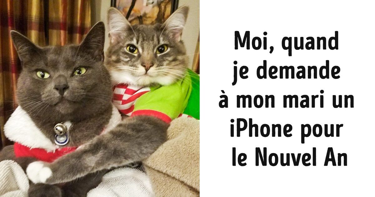 20 Photos d’animaux avant et après les réveillons de Noël et du Nouvel An, où tu te reconnaîtras à coup sûr