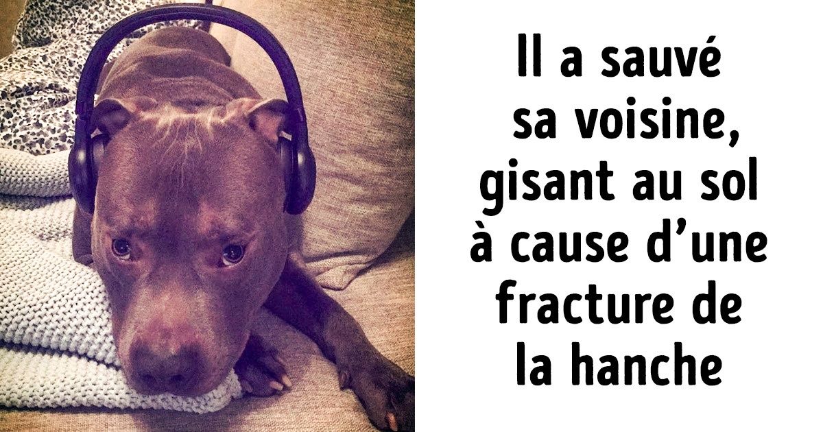 15 Histoires qui prouvent que les chiens sont de véritable héros sans cape