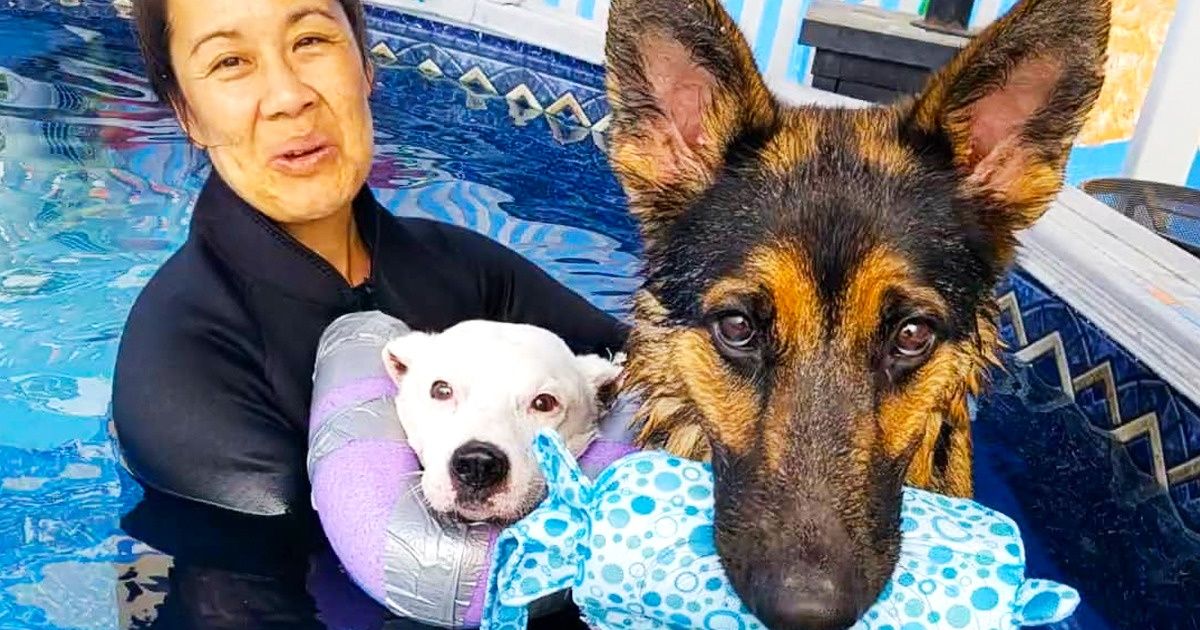 Une organisation américaine s’occupe du bien-être des chiens âgés et les accompagne dans leurs derniers moments Une organisation américaine s’occupe du bien-être des chiens âgés et les accompagne dans leurs derniers moments