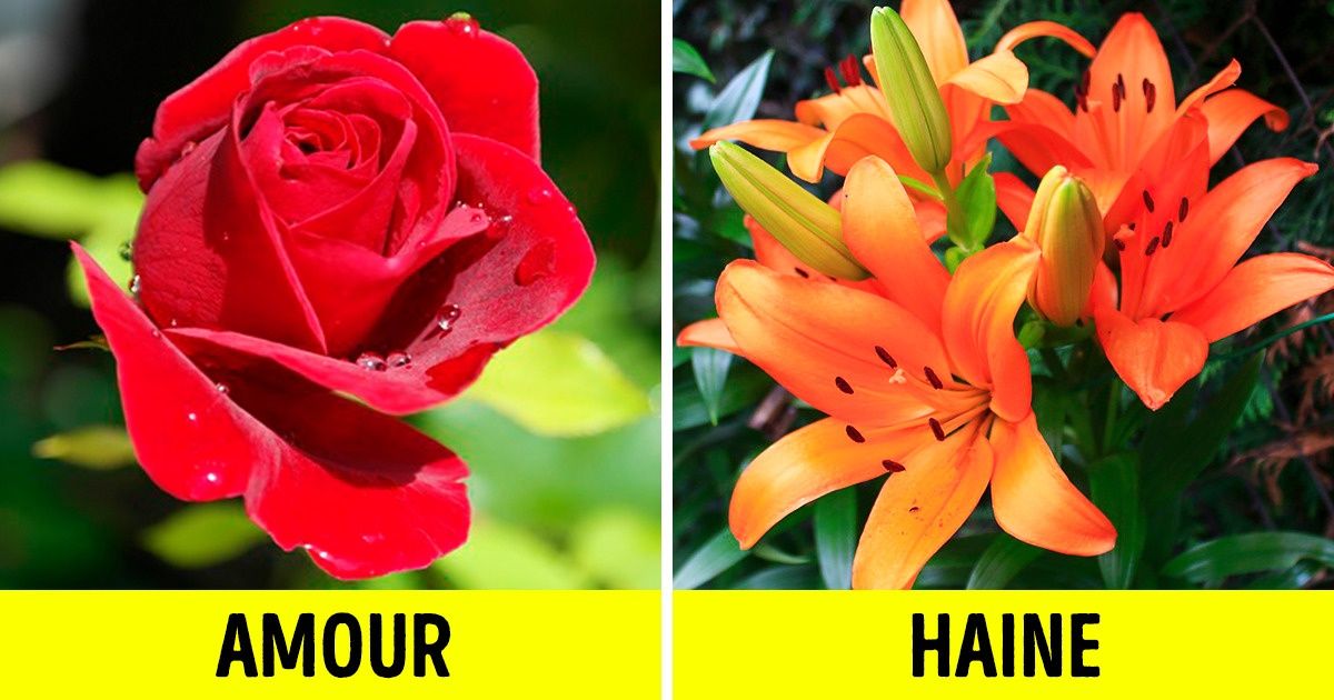 Découvre la véritable signification de ces 12 fleurs