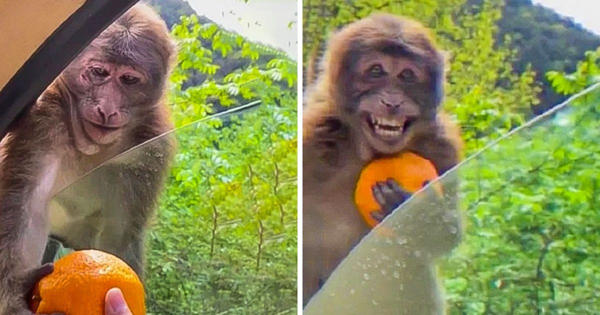 21 Animaux qui nous montrent qu’il en faut effectivement peu pour être heureux