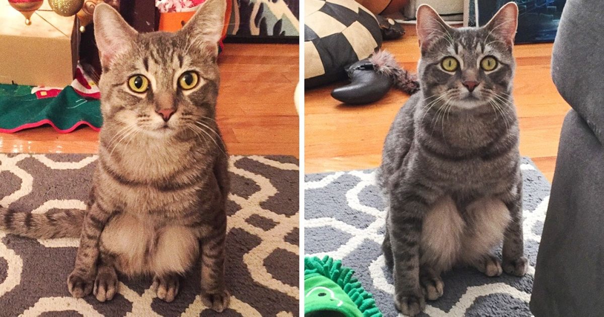 Découvre 20 choses incroyables qui se produisent quand tu as un chat