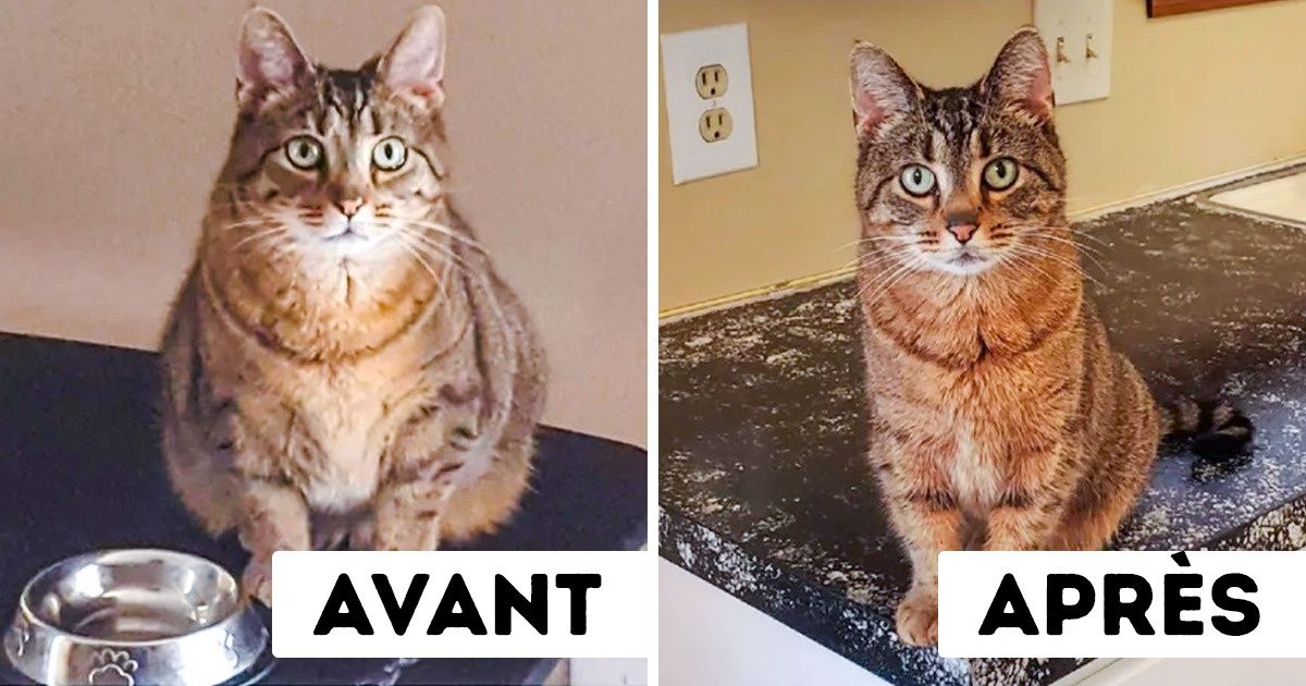 18 Animaux qui ont relevé haut la main le défi de perte de poids